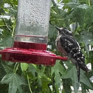 Meet your Posher, Joanne